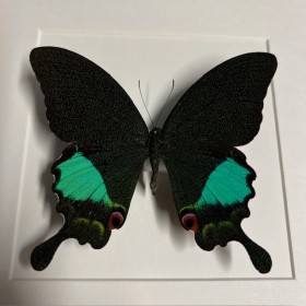Entomologic white Frame - Papilio Karna butterfly