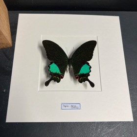 Papillon Papilio Karna - Cadre entomologique BLANC