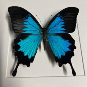 Entomologic white Frame - Papilio Karna butterfly