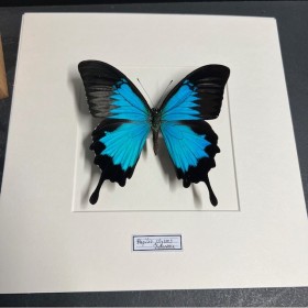 Entomologic white Frame - Papilio Karna butterfly