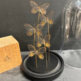 Flight of butterflies: 5...