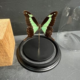 Papilio phorcas butterfly...