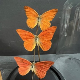 3 papillons Appias Nero - Cloche à papillon