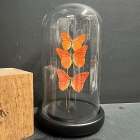 Appias Nero butterflies - Butterfly bell