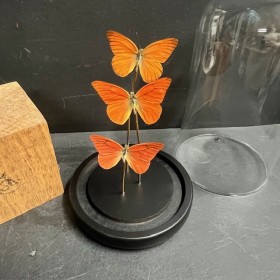 3 papillons Appias Nero - Cloche à papillon