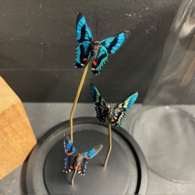 3 papillons Ancyluris Aulestes - Cloche à papillon