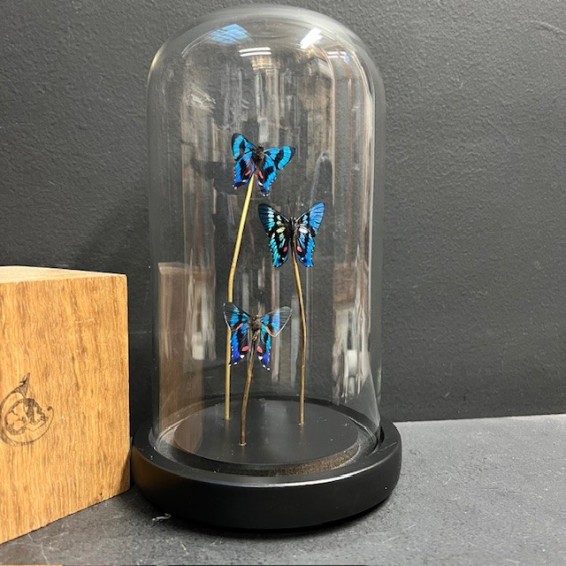 Ancyluris Aulestes butterflies - Butterfly bell Ancyluris Aulestes butterflies - Butterfly bell