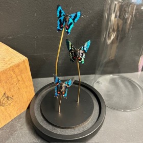 3 papillons Ancyluris Aulestes - Cloche à papillon