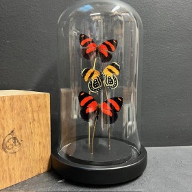 Cloche à papillon - Callicore cynosura