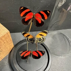 Callicore cynosura butterflies - Butterfly bell