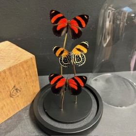 Callicore cynosura butterflies - Butterfly bell