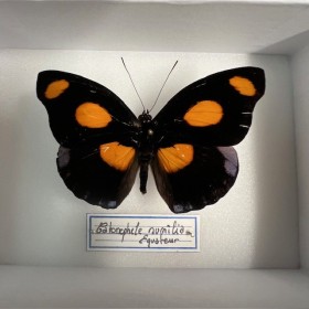 Papillon Catonephele...