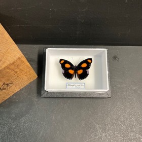 Entomological Box - Catonephele numilia butterfly