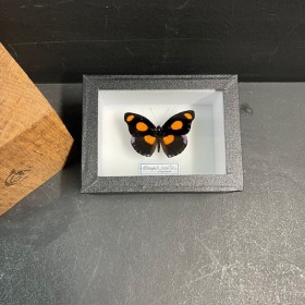 Entomological Box - Catonephele numilia butterfly