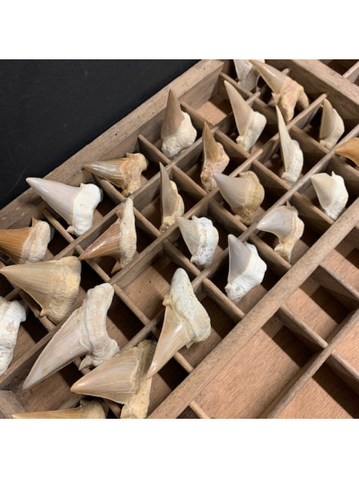 Otodus Obliquus: Shark fossil Tooth :50 Million Years