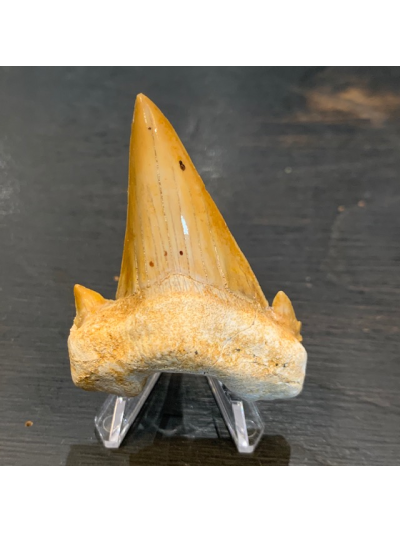 Otodus Obliquus: Fossile de dent de requin:50 Millions d'années