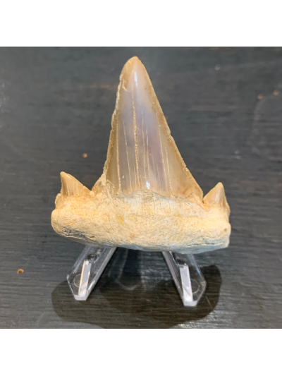 Otodus Obliquus: Fossile de dent de requin:50 Millions d'années