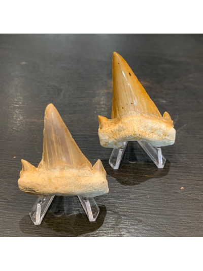 Otodus Obliquus: Fossile de dent de requin:50 Millions d'années