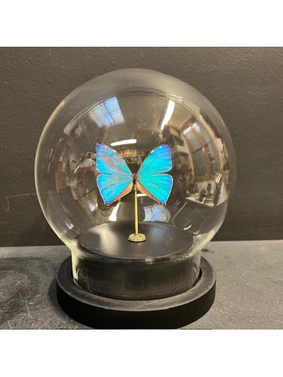 Morpho aega - Papillon en...