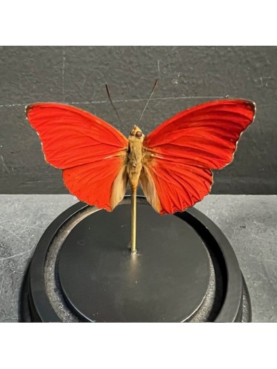 Papillon rouge Cimothoe sangaris sous cloche