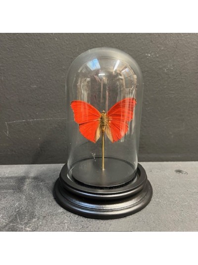 Cimothoe sangaris red butterfly under glass bell