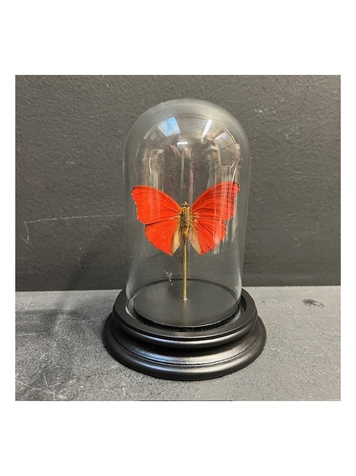 Papillon rouge Cimothoe sangaris sous cloche