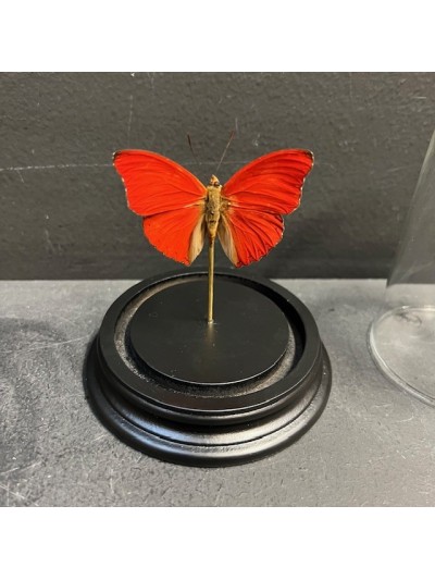 Cimothoe sangaris red butterfly under glass bell