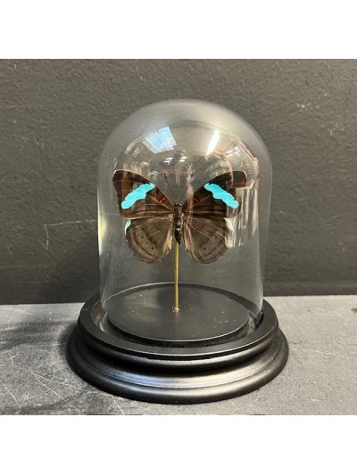 Papillon de Hewitson -...