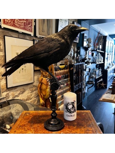 Crow on pedestal - Corvus...
