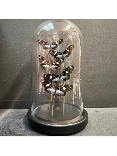 Flight of butterflies: 5...