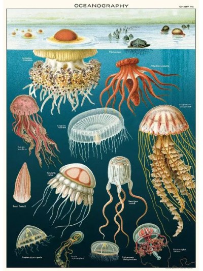 Jellyfish poster