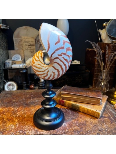 Nautilus on base - Size M -...