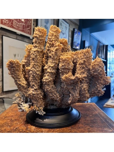 Yellow-tube sponge on base...