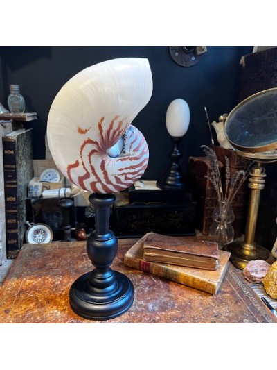 Nautilus on base - Size L -...