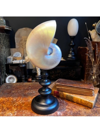 Nautile nacré sur socle -...