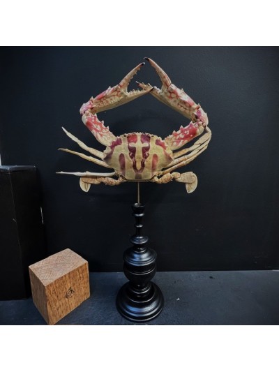 Crabe à la Croix ou Crabe...