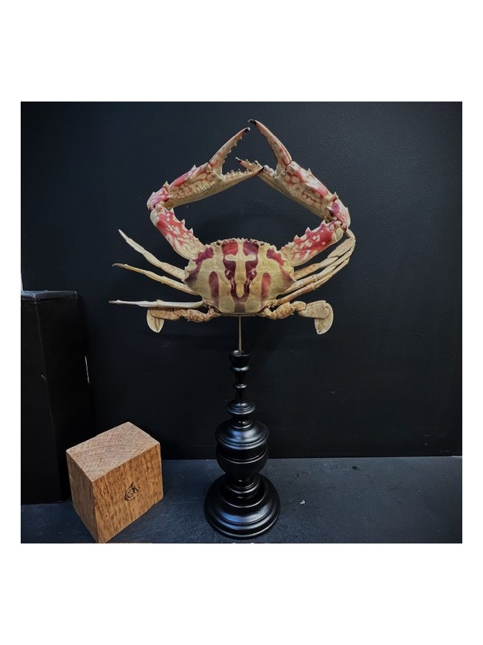 Crabe à la Croix - Crabe Crucifix - Crabe géant -Charybdis feriata