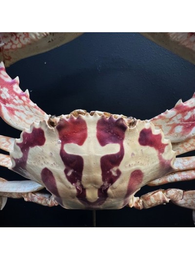 Crabe à la Croix - Crabe Crucifix - Crabe géant -Charybdis feriata