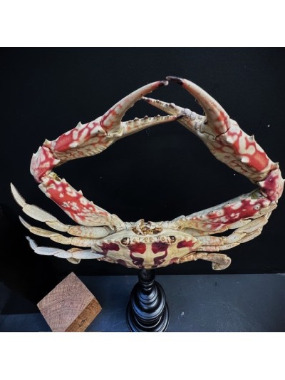 Crabe à la Croix - Crabe Crucifix - Crabe géant -Charybdis feriata