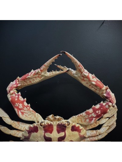 Crabe à la Croix - Crabe Crucifix - Crabe géant -Charybdis feriata