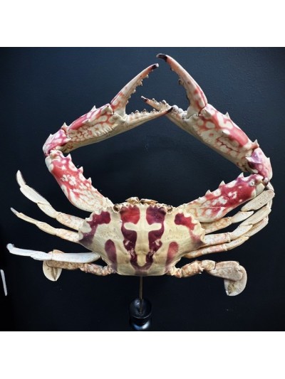 Crabe à la Croix - Crabe Crucifix - Crabe géant -Charybdis feriata