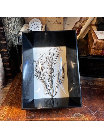 Sea fan branch - Curved...