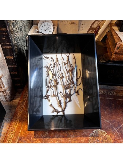 Sea fan branch - Curved...