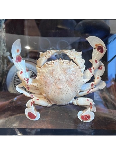 Crab Matuta lunaris -...