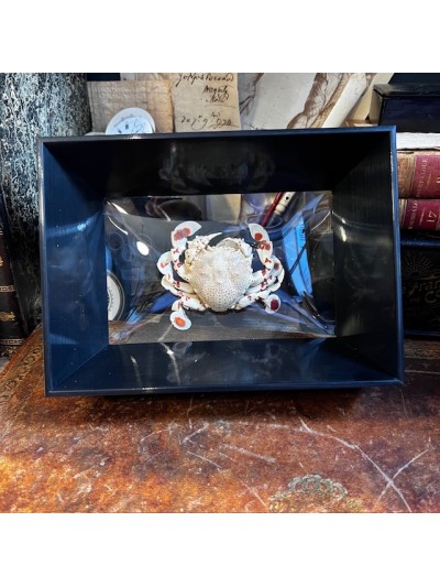 Crab Matuta lunaris -...