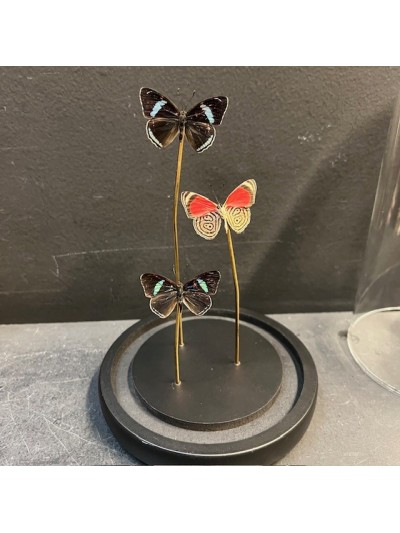 3 papillons Diaethria...