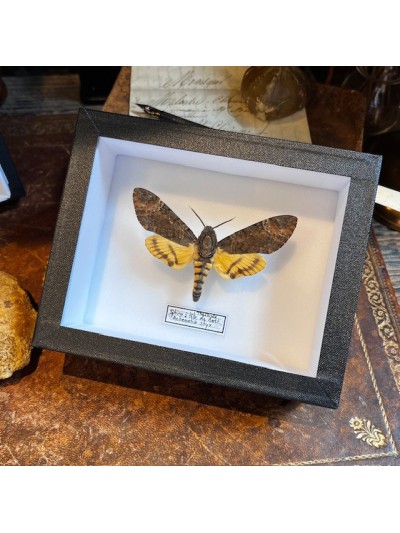 Papillon Sphinx Tête de...