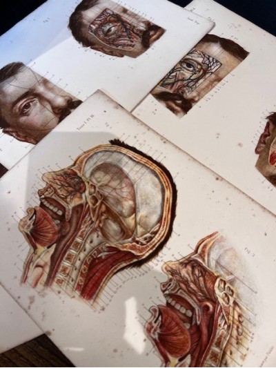 Anatomical chart by Paulet...
