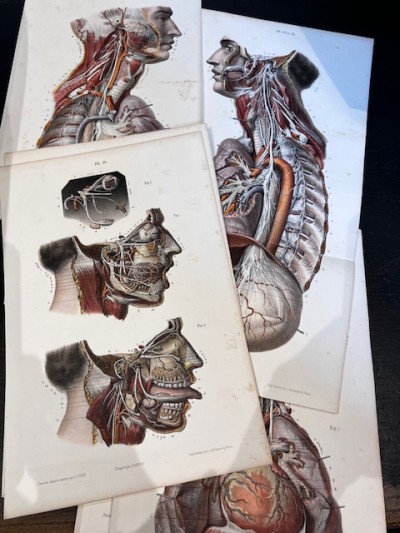 Anatomical chart by Ludovic...