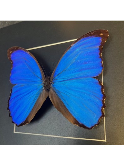 Entomological frame - Morpho Didius butterfly